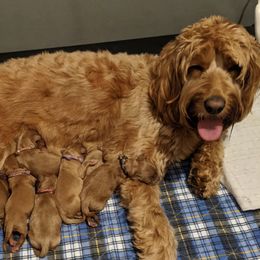 Australian Labradoodle Puppies from Legend Manor Labradoodles