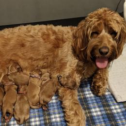 Australian Labradoodle Puppies from Legend Manor Labradoodles
