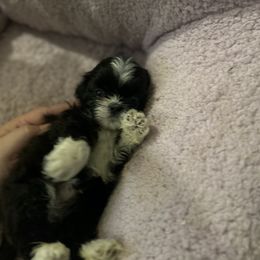 Oreo - Black and white female Shih Tzu puppy in Statesboro, Georgia from Magnolia Small Breeds