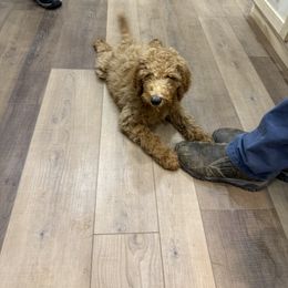 Dark Blue collar - Red  Poodle puppy in Crossville, Tennessee from Plateau Family Poodles