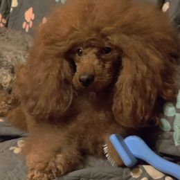 Poodle puppies from Legacy Pets