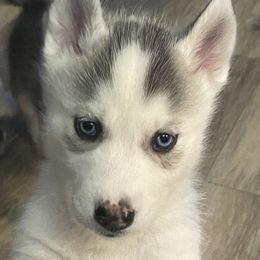 Siberian Husky Puppies from McDonald's Homegrown Huskies