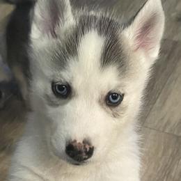 Siberian Husky Puppies from McDonald's Homegrown Huskies