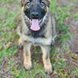 Country - Sable German Shepherd puppy in Deer Park, Alabama from Von Richardson Elite German Shepherds