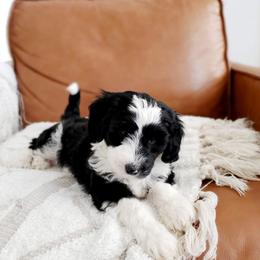 Bernedoodle and Sheepadoodle Puppies from Salt & Snow Pups