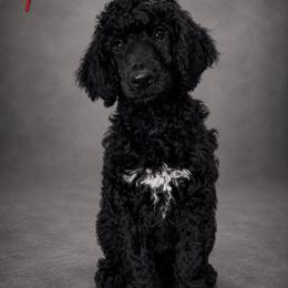 Cartwright's Thomas the Redeemed Believer - Black male Poodle puppy in Albany, Kentucky from Impressive Cartwright Standards