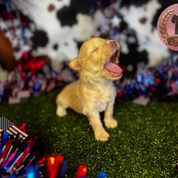 Buttercup - Wheaten male Miniature Schnauzer puppy in Edinburg, Texas from Forever Schnauzers