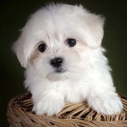 Companion Cross, Maltese, and Maltipoo Puppies from Seeking Shalom Acres Maltese, Maltipoos & Havamalts