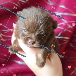 Boy 2 - Chocolate and tan male Pomeranian puppy in Albany, Oregon from Purrs N Poms