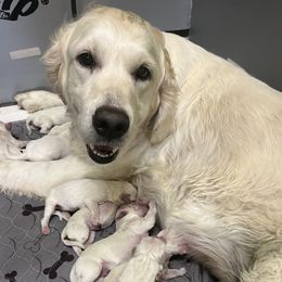 Goldendoodles and Golden Retrievers from Dream Catcher Goldendoodles