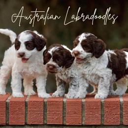 Australian Labradoodle puppies from Sutton Place Doodles