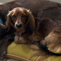 Dachshund and Pembroke Welsh Corgi All Grown Up from Kendaline Kennels
