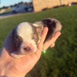 Lapis - Blue merle male Miniature Australian Shepherd puppy in Weatherford, Texas from F & T Aussies