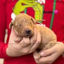 Annie - Apricot female Goldendoodle puppy in Lancaster, Minnesota from North Star Dog Training