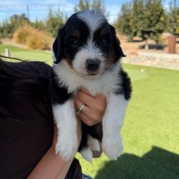 Jack - Tri-color male Bernedoodle puppy in Yuba City, California from Ranch House Doodles