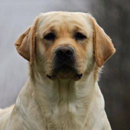 Labrador Retrievers from Rushmere Labradors