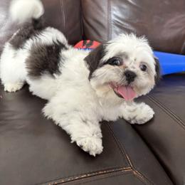 Pebble - Blue and white male Shih Tzu puppy in Lakeland, Florida from Sunshine Shih Tzus