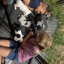 German Shorthaired Pointer Puppies from Red Hills GSPs