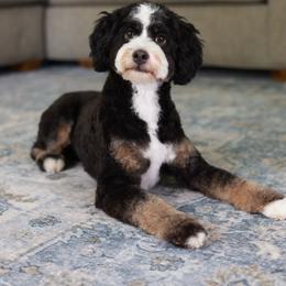 Marley - Bernedoodle