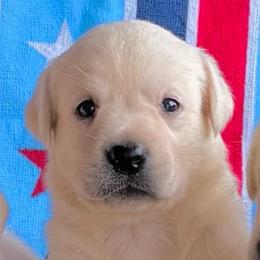 Girl 3 - Yellow female Labrador Retriever puppy in Jamestown, Ohio from Heartlands Quality Labrador Retrievers