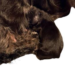 Solid black female - Black female Dachshund puppy in Medina, Ohio from STORIED DOXIES