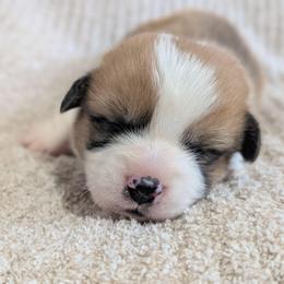 Boy 1 Mr Red (Duque) - White and red male Pembroke Welsh Corgi puppy in Milton, Florida from Milton Corgis ~ Azealia Acres