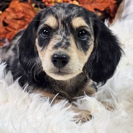 Gracie Dapple B - Dapple Dachshund puppy in Malad City, Idaho from Mountain Sage Dachshunds