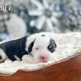 Frostbite - Tri-color male Bernedoodle puppy in Henry, Illinois from Rowe Farms Doodles