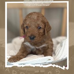 McKinley - Red  female Goldendoodle puppy in Zeeland, Michigan from Dandelion Lane Doodles