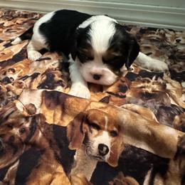 Oreo - Tri-color male Cavalier King Charles Spaniel puppy in Broken Arrow, Oklahoma from Cavalier King Charles Heartland