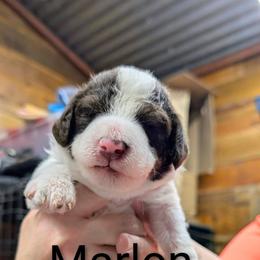 Marlon Brando - Parti male Goldendoodle puppy in Springtown, Texas from Country Pups Doodles