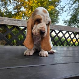 Aryana - Red and white female Basset Hound puppy in Denison, Texas from Emma Lou's Baby Bassets