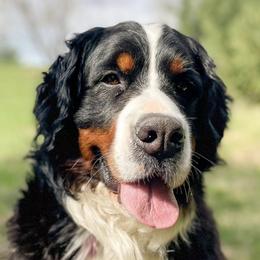 Bernedoodles and Bernese Mountain Dogs from Central Wisconsin Bernedoodles