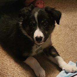 Leer- Tri Male - Tri-color Border Collie puppy in Decatur, Alabama from Phantom Border Collies