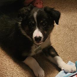 Leer- Tri Male - Tri-color Border Collie puppy in Decatur, Alabama from Phantom Border Collies