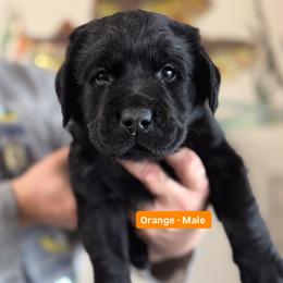 Labrador Retriever Puppies from Blue Line Labradors