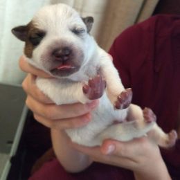 Australian Cattle Dog Puppies from FullMoon Cattle Dogs