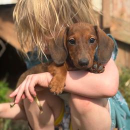 Cash-smooth - Red male Dachshund puppy in Auxvasse, Missouri from Above Par Kennels
