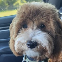 Goldendoodle All Grown Up from Scherrer Sweet Goldendoodles