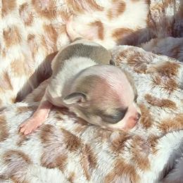 Blake - Blue and white male Chihuahua puppy in Amity, Pennsylvania from Baxters Chihuahuas