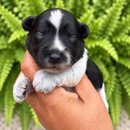 Benny - Parti male Miniature Schnauzer puppy in Dorr, Michigan from Enchanted Paws