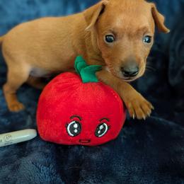 Chaz - Red male Miniature Pinscher puppy in Little River, South Carolina from Cheristar