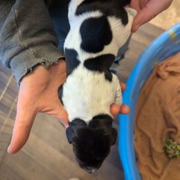 Girl 4 - Black and white German Shorthaired Pointer puppy in Appleton, Wisconsin from Kay Quaintance's German Shorthaired Pointers