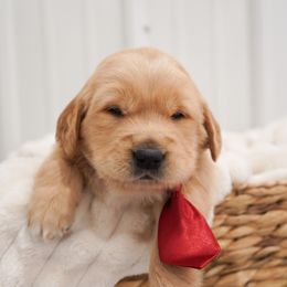 Golden Retriever, Miniature American Shepherd, and Siberian Husky Puppies from HuskiesAndGoldensWithFinesse