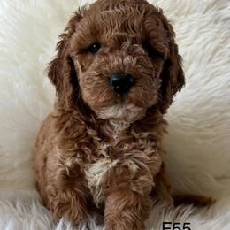 F55 - Sable female Goldendoodle puppy in West Point, Iowa from Jim Anderson