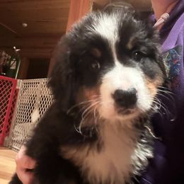 Bernese Mountain Dog All Grown Up from Windfall Bernese