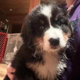 Bernese Mountain Dog All Grown Up from Windfall Bernese