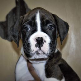 Boxer Puppies from Huntley Boxer Pieces