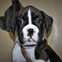 Boxer Puppies from Huntley Boxer Pieces