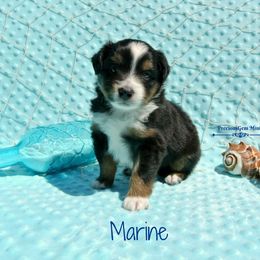 PreciousGem Minis breeder of Miniature American Shepherd